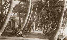 Coconut Lane Waikiki, 1916